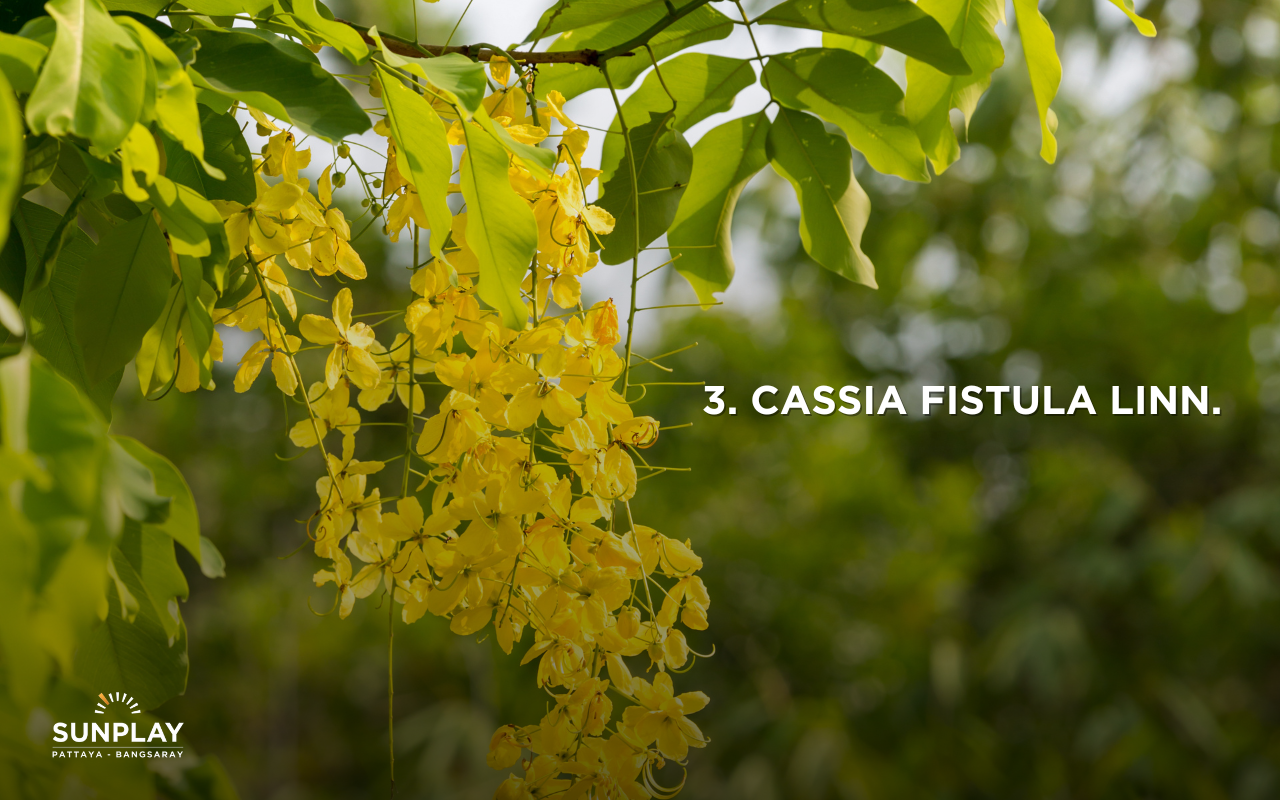 Cassia Fistula Linn