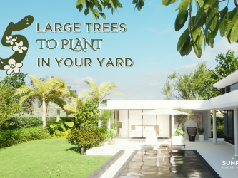 Large Trees to Plant in Your Yard
